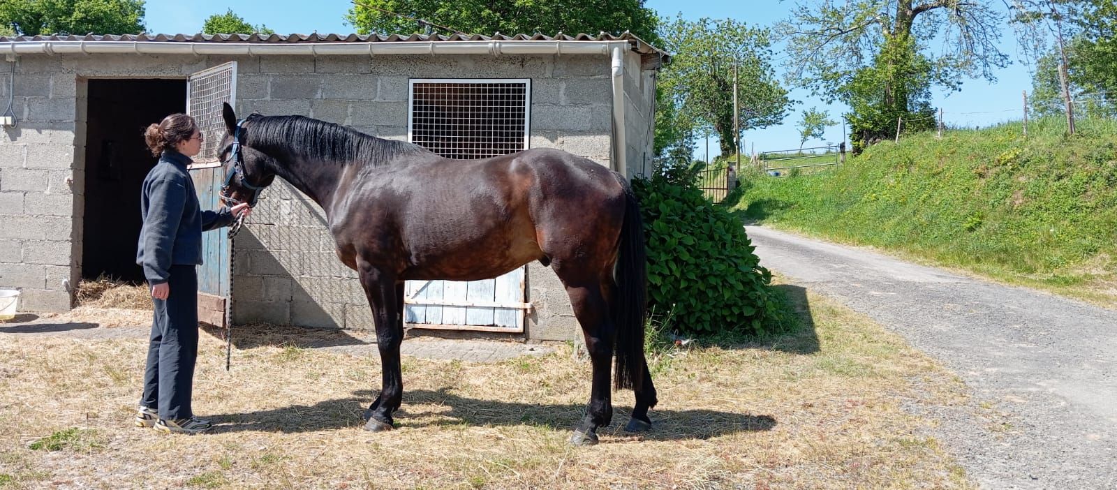 3岁骟马，父系 Bisquet Balou