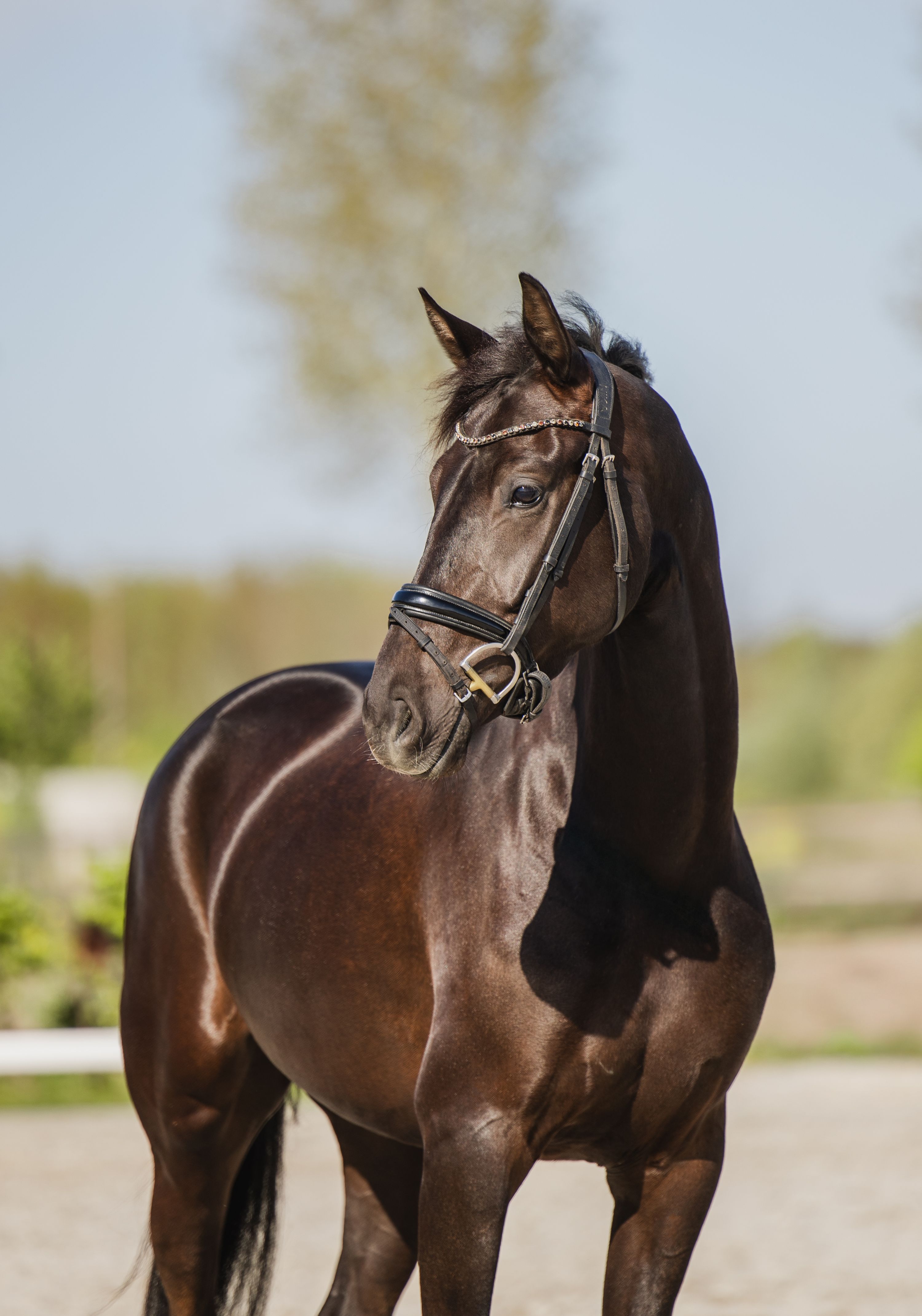 kwpn dressuurpaard merrie 4 år zwart till salu - Foto 3