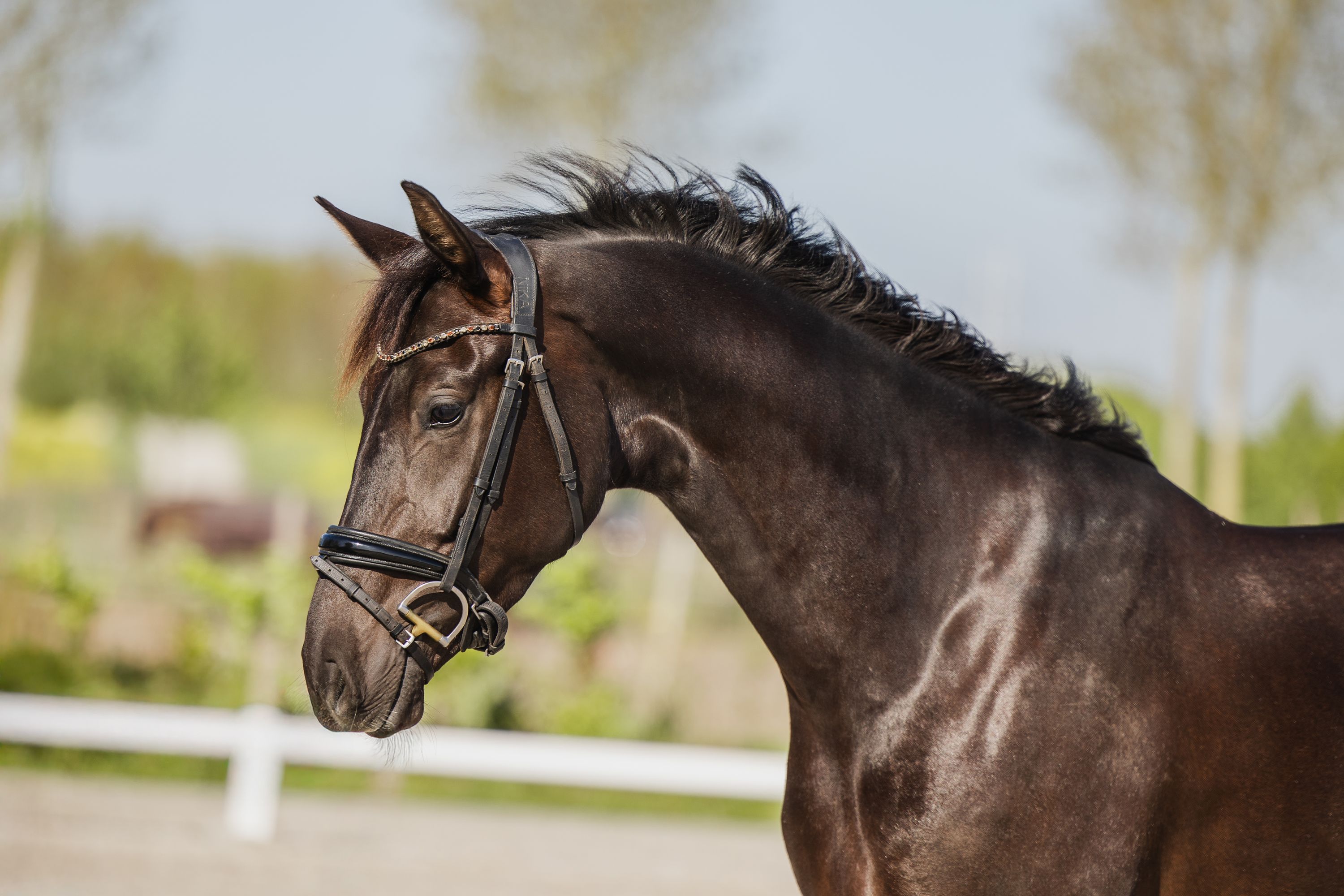 kwpn dressuurpaard merrie 4 år zwart till salu - Foto 4