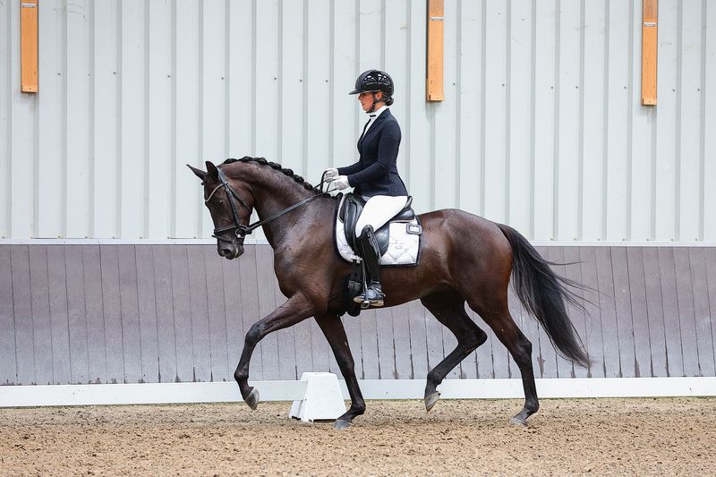 kwpn dressuurpaard merrie 4 år zwart till salu - Foto 2