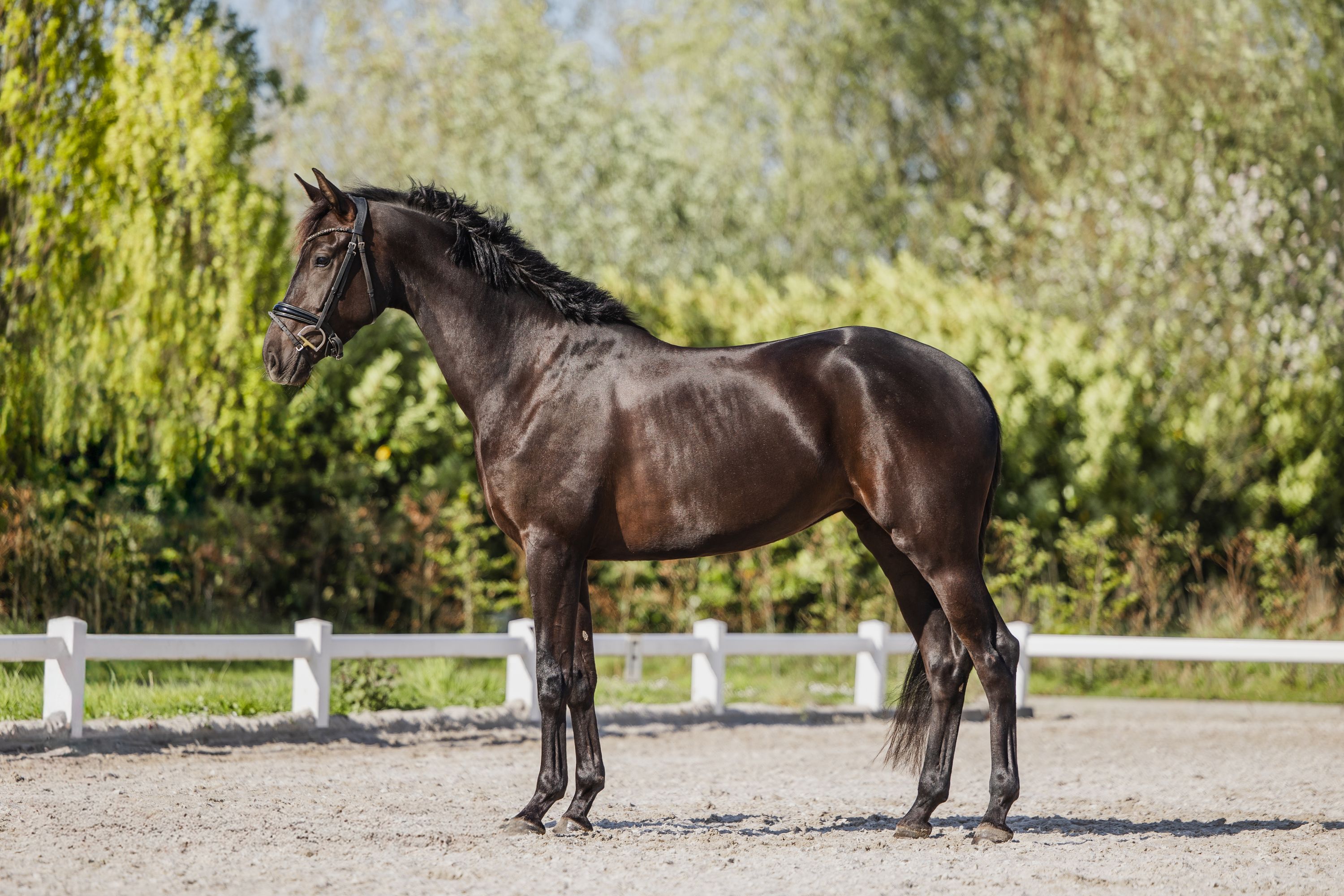 kwpn dressuurpaard merrie 4 år zwart till salu - Foto 5