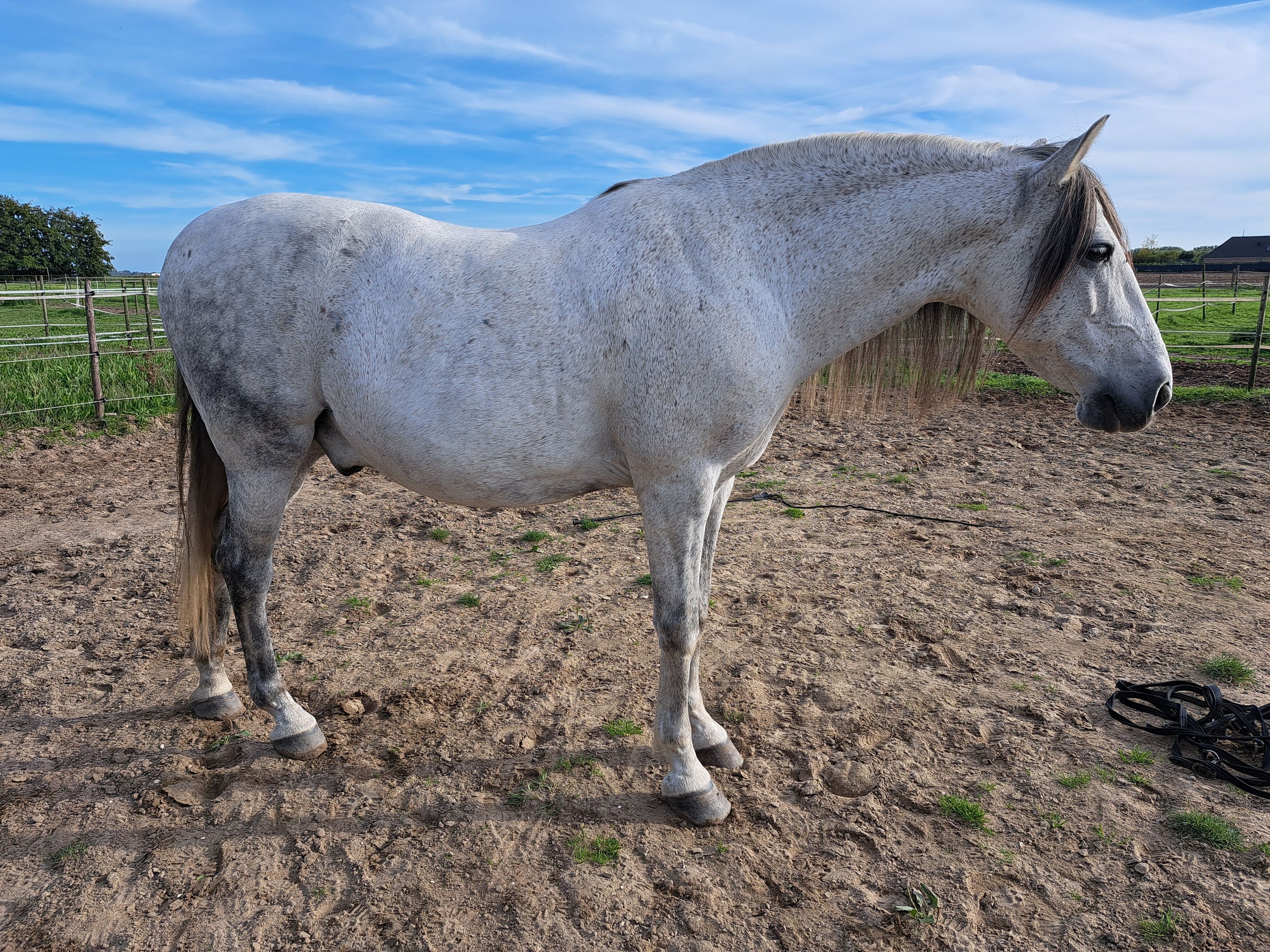 andalusie recreatie-paard ruin 15 lat schimmel na sprzedaż - Zdjęcie 3