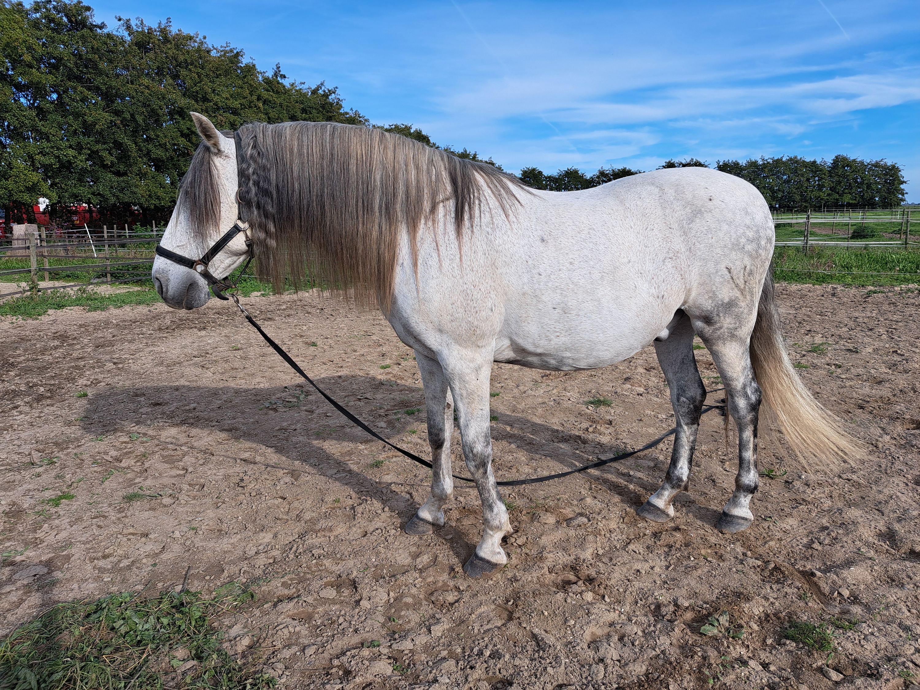 andalusie recreatie-paard ruin 15 lat schimmel na sprzedaż - Zdjęcie 2