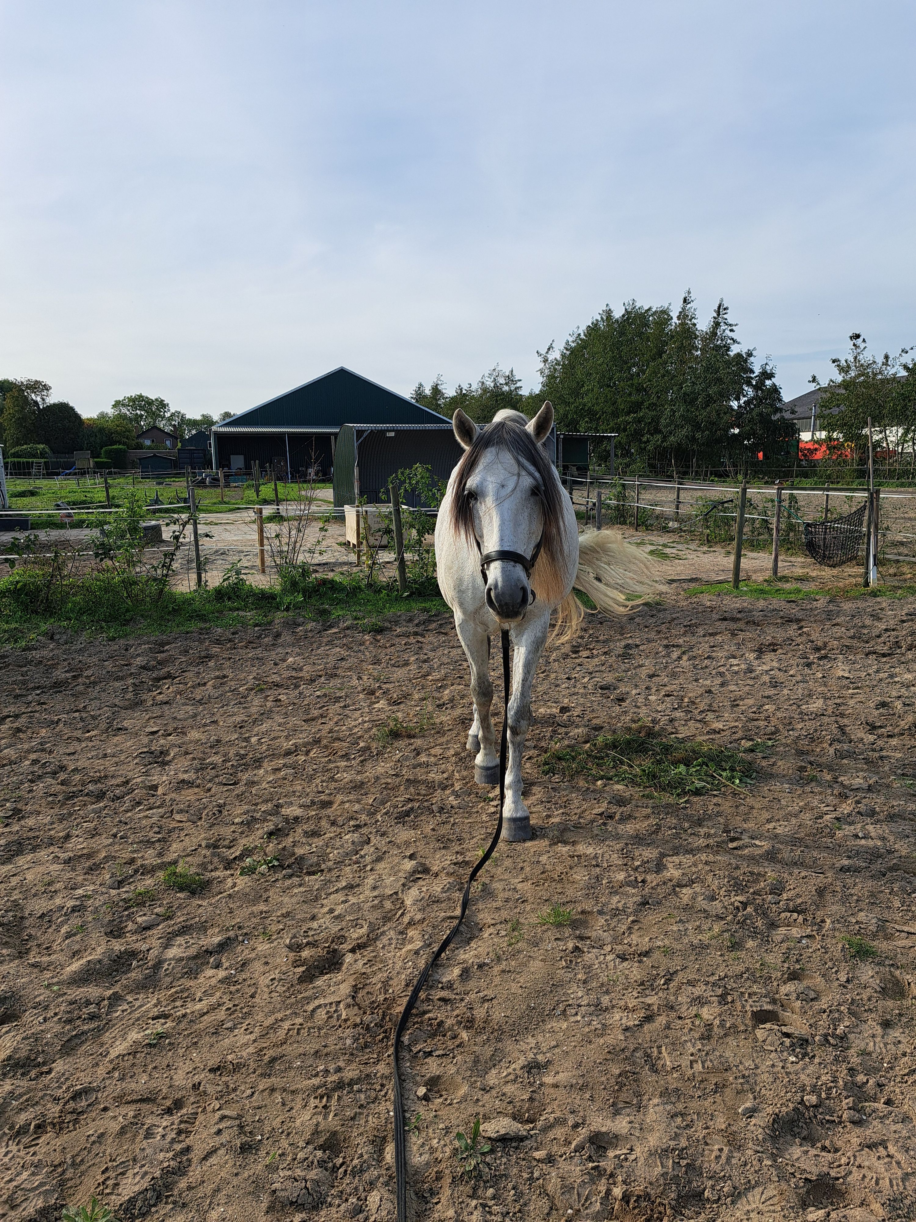 andalusie recreatie-paard ruin 15 lat schimmel na sprzedaż - Zdjęcie 4
