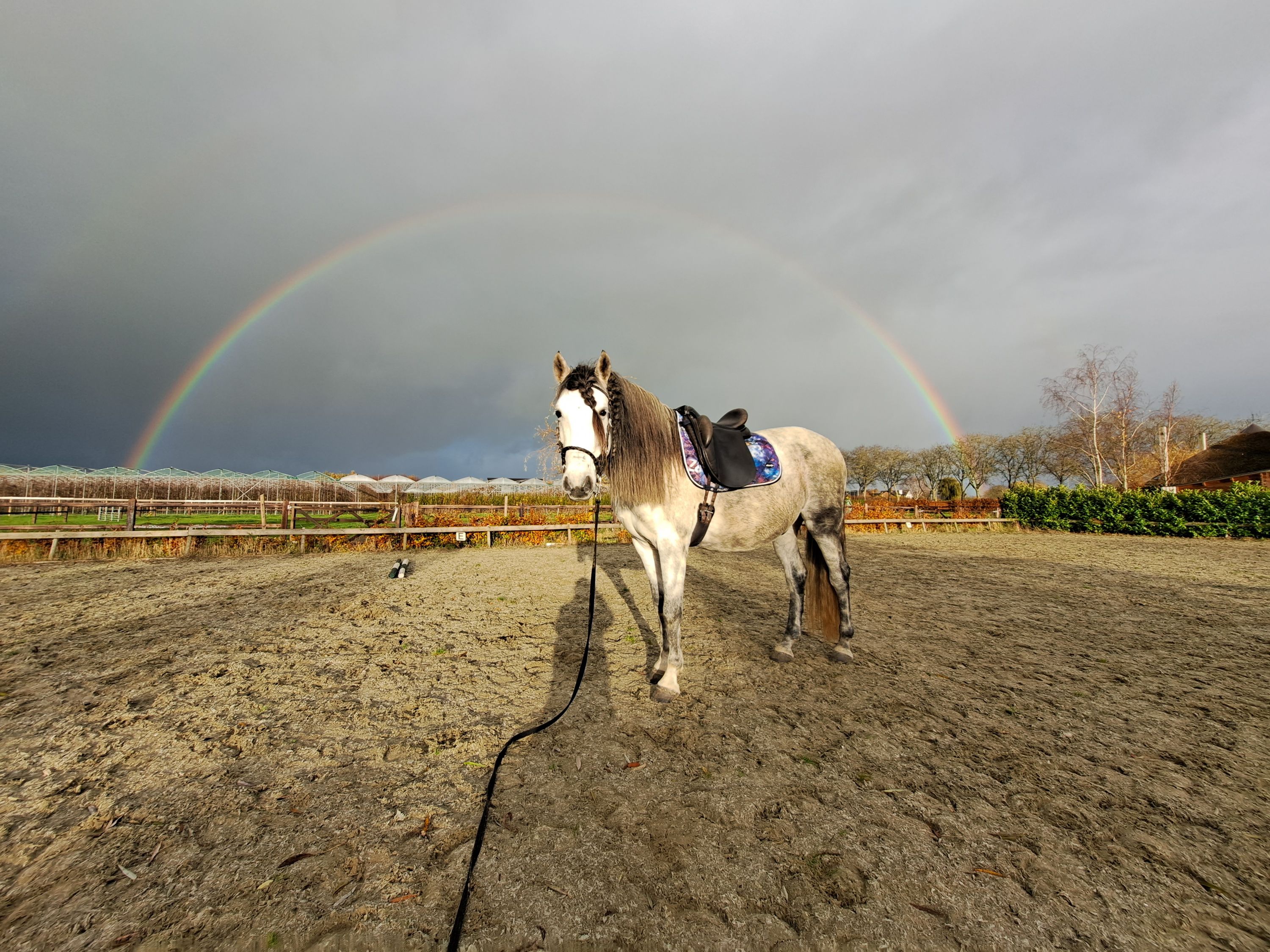 andalusie recreatie-paard ruin 15 lat schimmel na sprzedaż - Zdjęcie 5