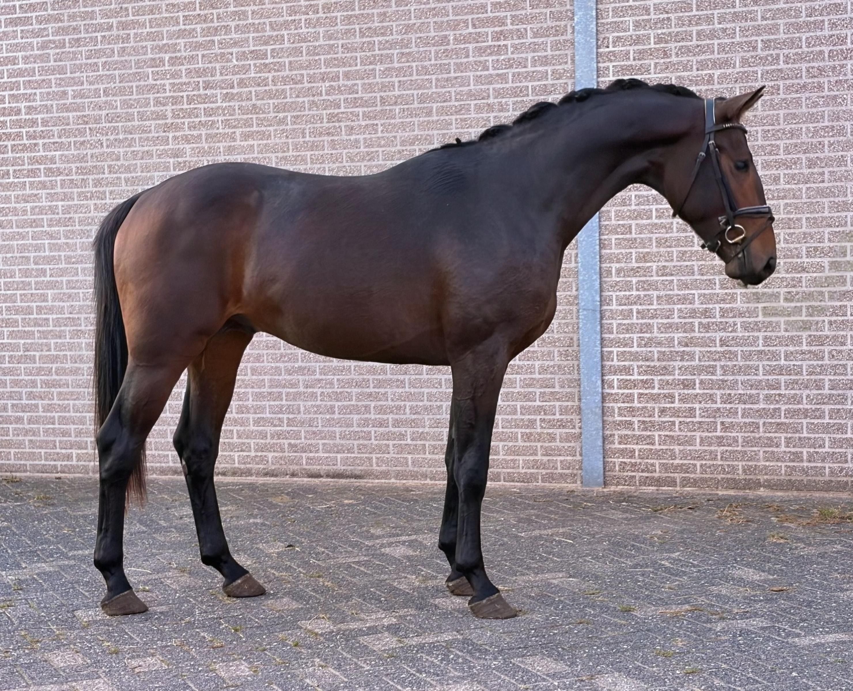 高质量2.5岁公马 | Vitalos x Glamourdale