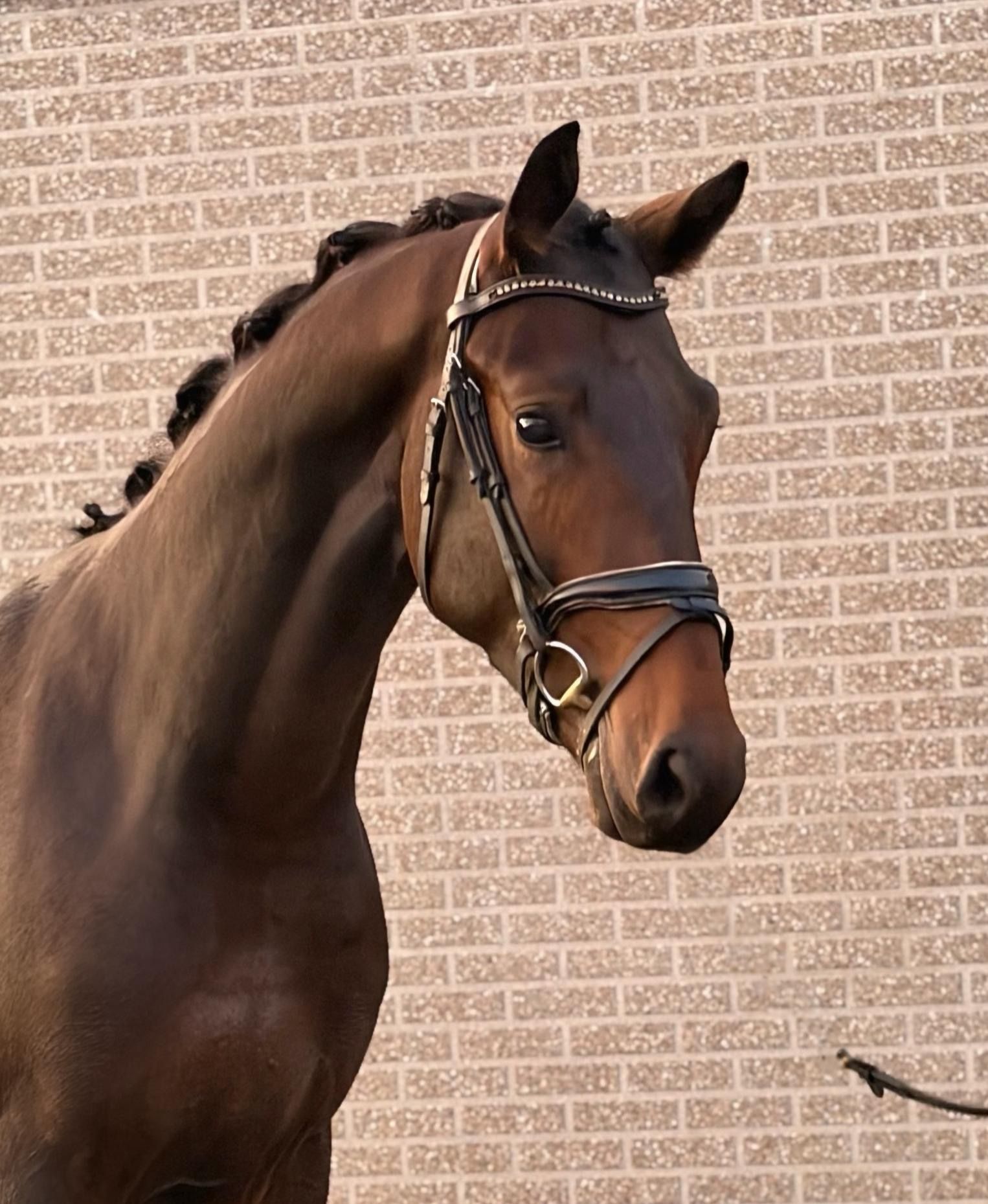 Ander stamboek dressuurpaard hengst 2 岁 Bruin 出售 - 照片 2
