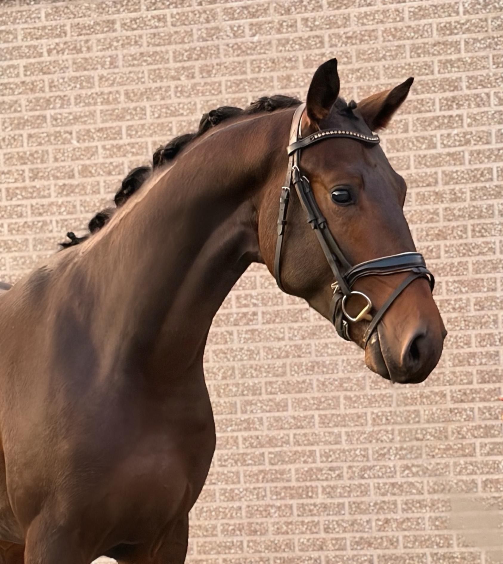 Ander stamboek dressuurpaard hengst 2 岁 Bruin 出售 - 照片 3