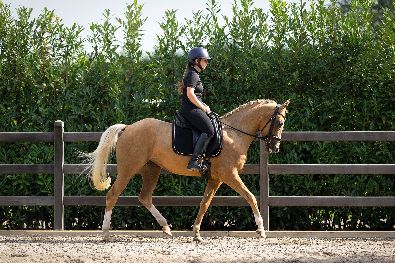 nrps allround-pony merrie 7 ετών palomino προς πώληση - Φωτογραφία 2