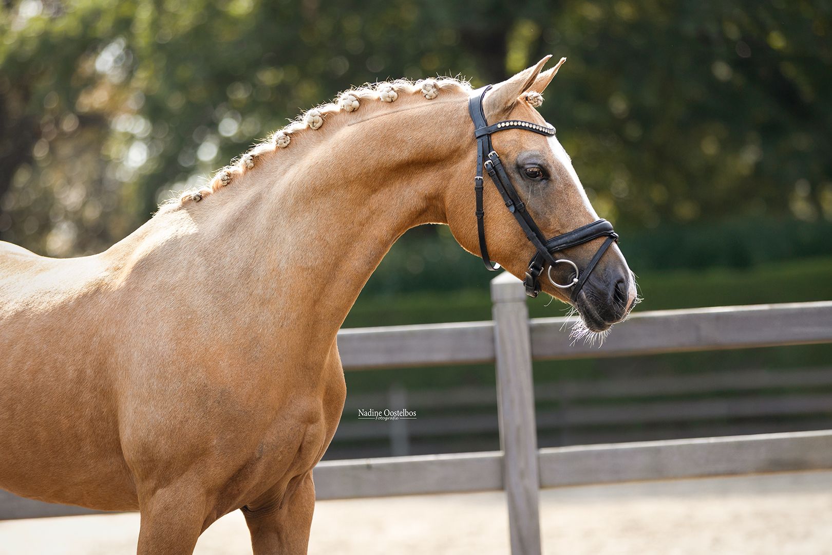 nrps allround-pony merrie 7 ετών palomino προς πώληση - Φωτογραφία 5