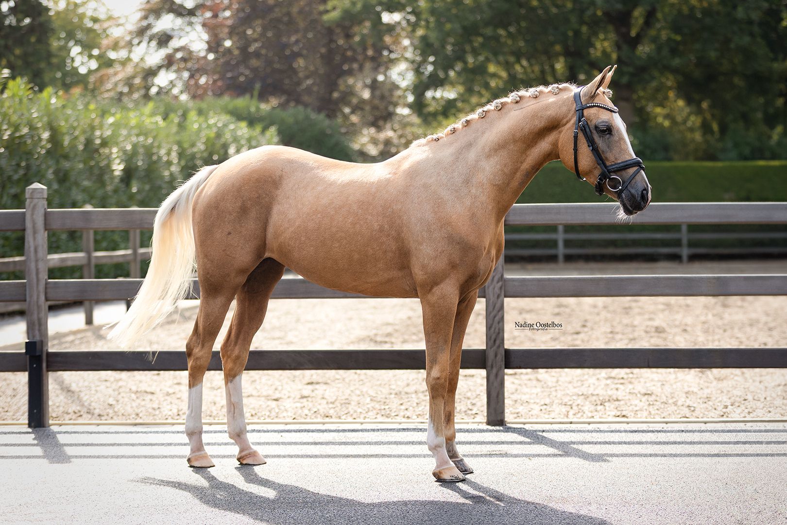 nrps allround-pony merrie 7 ετών palomino προς πώληση - Φωτογραφία 3