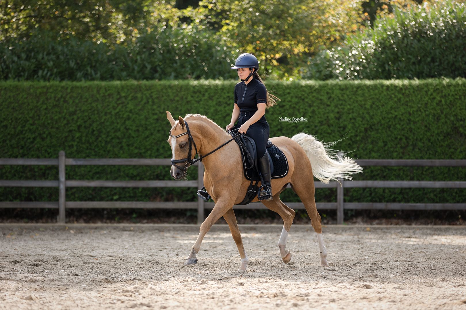 nrps allround-pony merrie 7 ετών palomino προς πώληση - Φωτογραφία 4