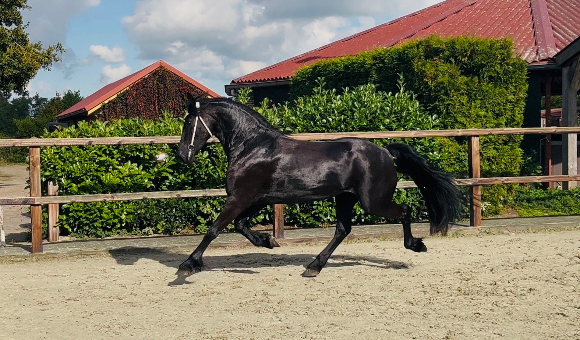 美しい3歳のフリジアンの牝馬