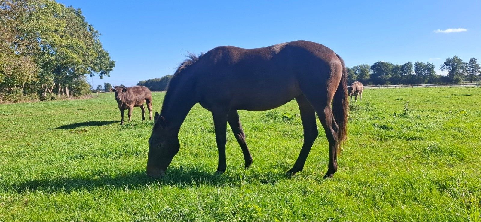 ander paard merrie 2 岁 donkerbruin 出售 - 照片 3