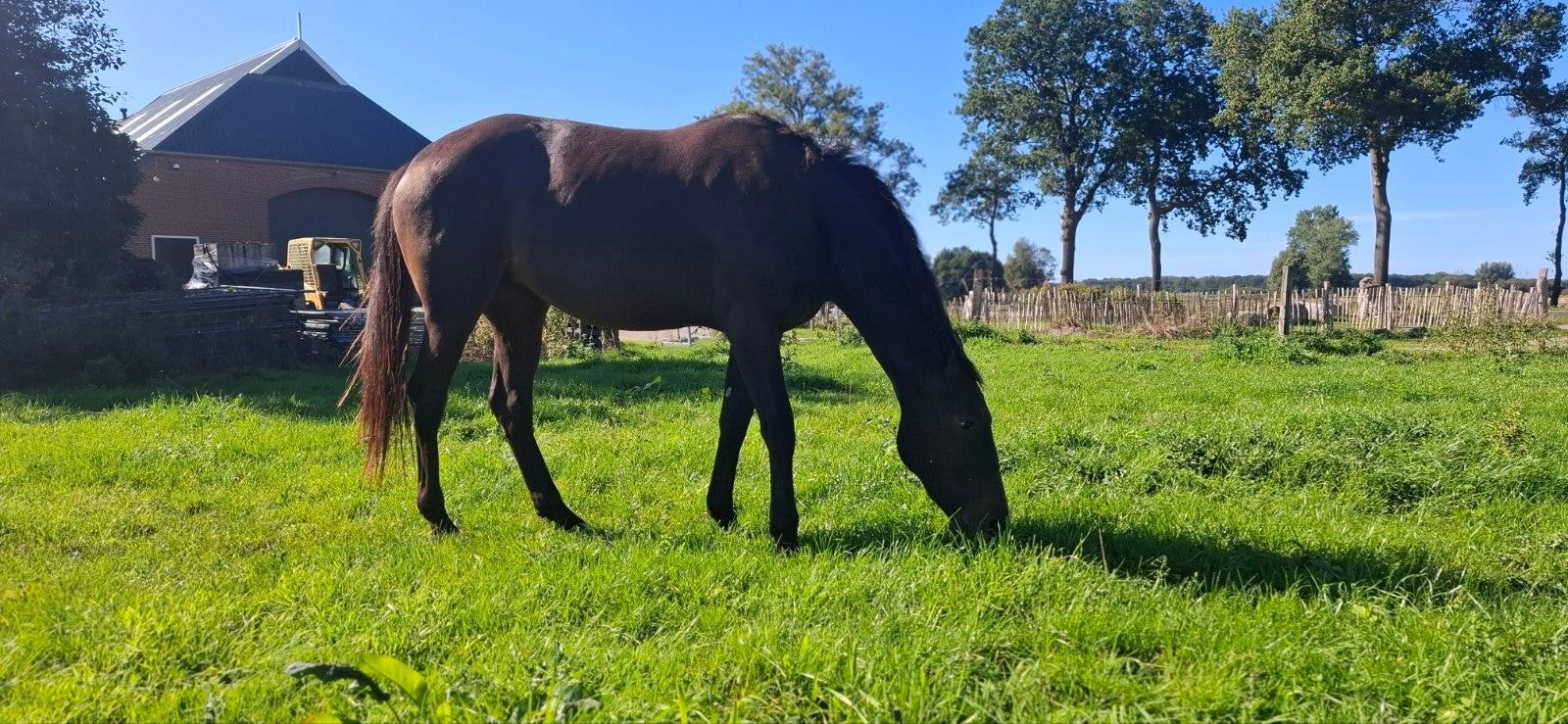 ander paard merrie 2 岁 donkerbruin 出售 - 照片 2