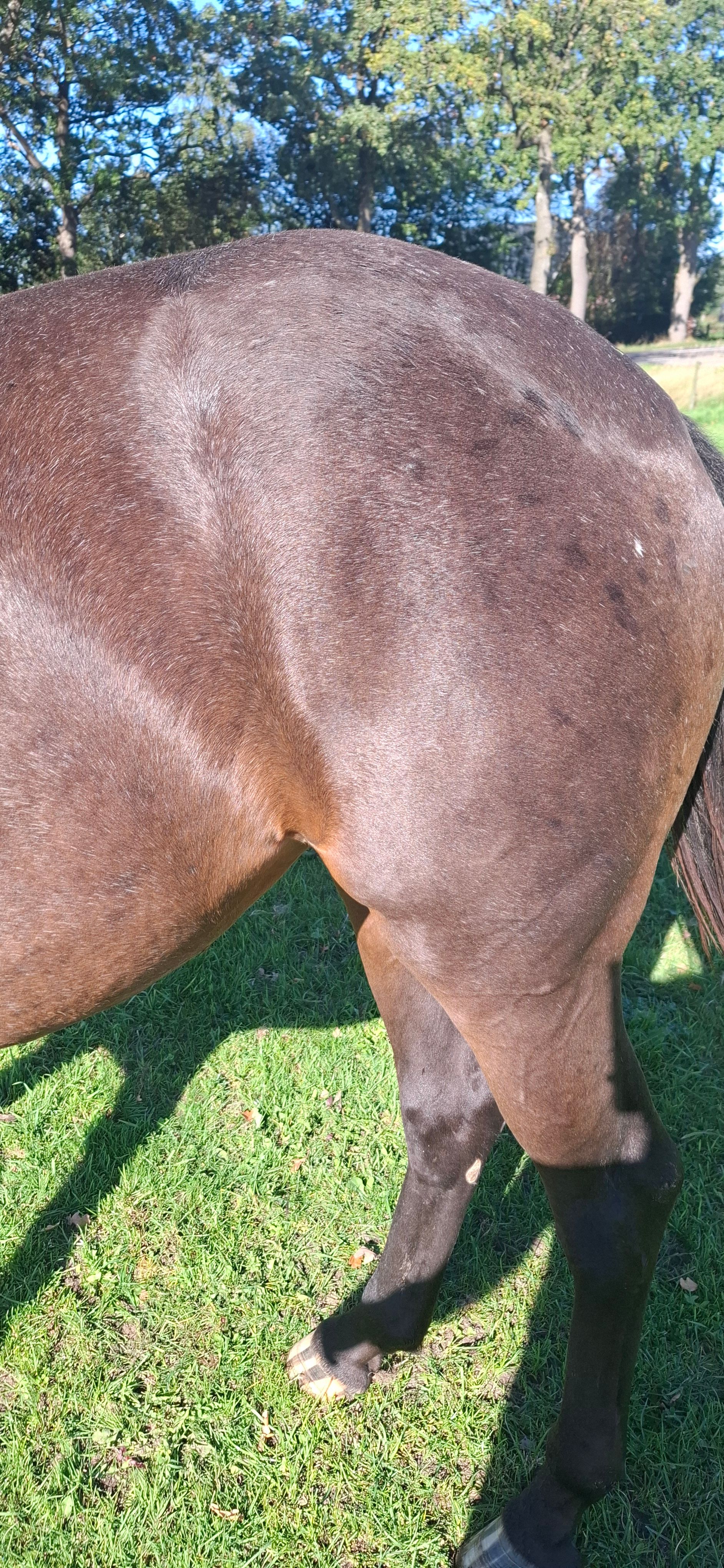 ander paard merrie 2 岁 donkerbruin 出售 - 照片 5