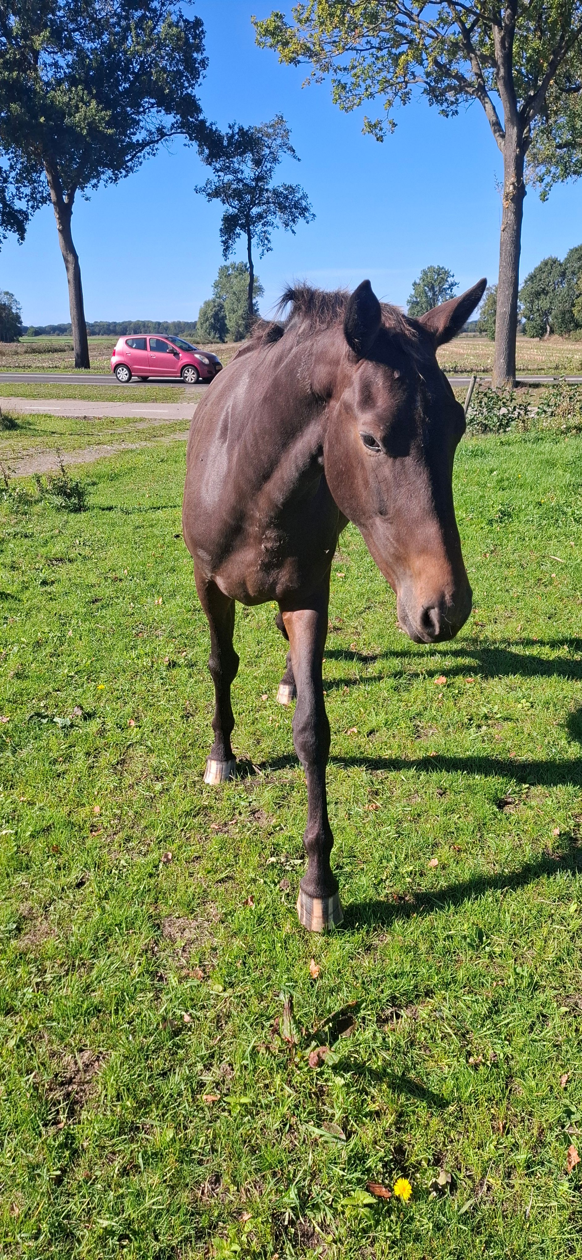 ander paard merrie 2 岁 donkerbruin 出售 - 照片 4