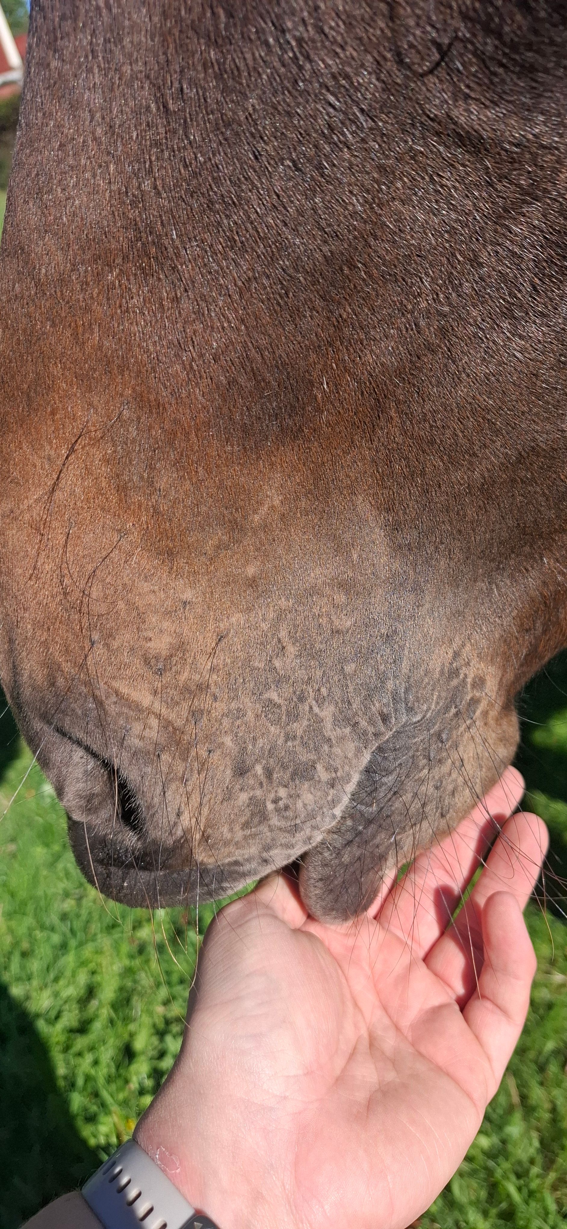 ander paard merrie 2 岁 donkerbruin 出售 - 照片 6