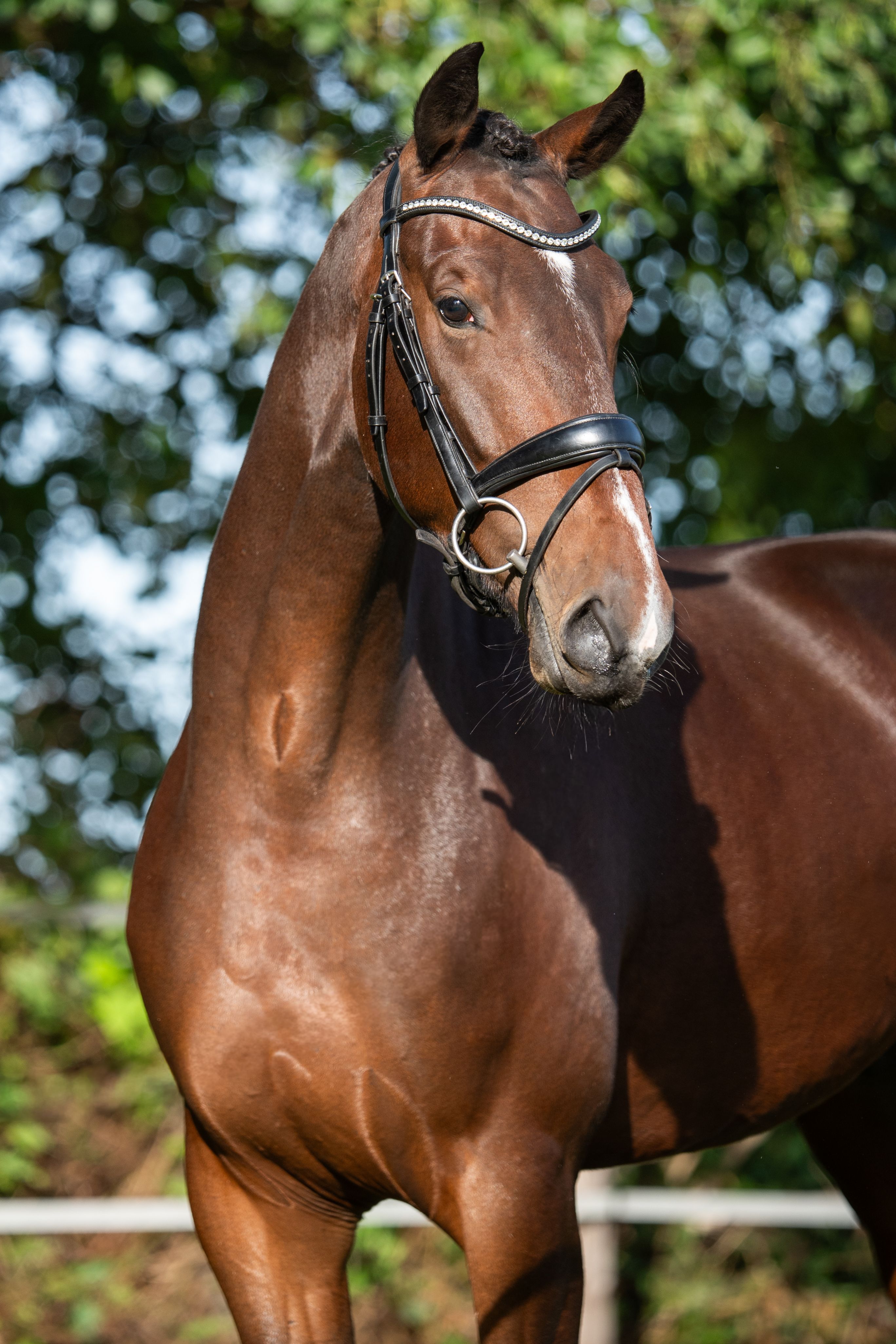 kwpn dressuurpaard ruin 3 years old bruin for sale - Main photo
