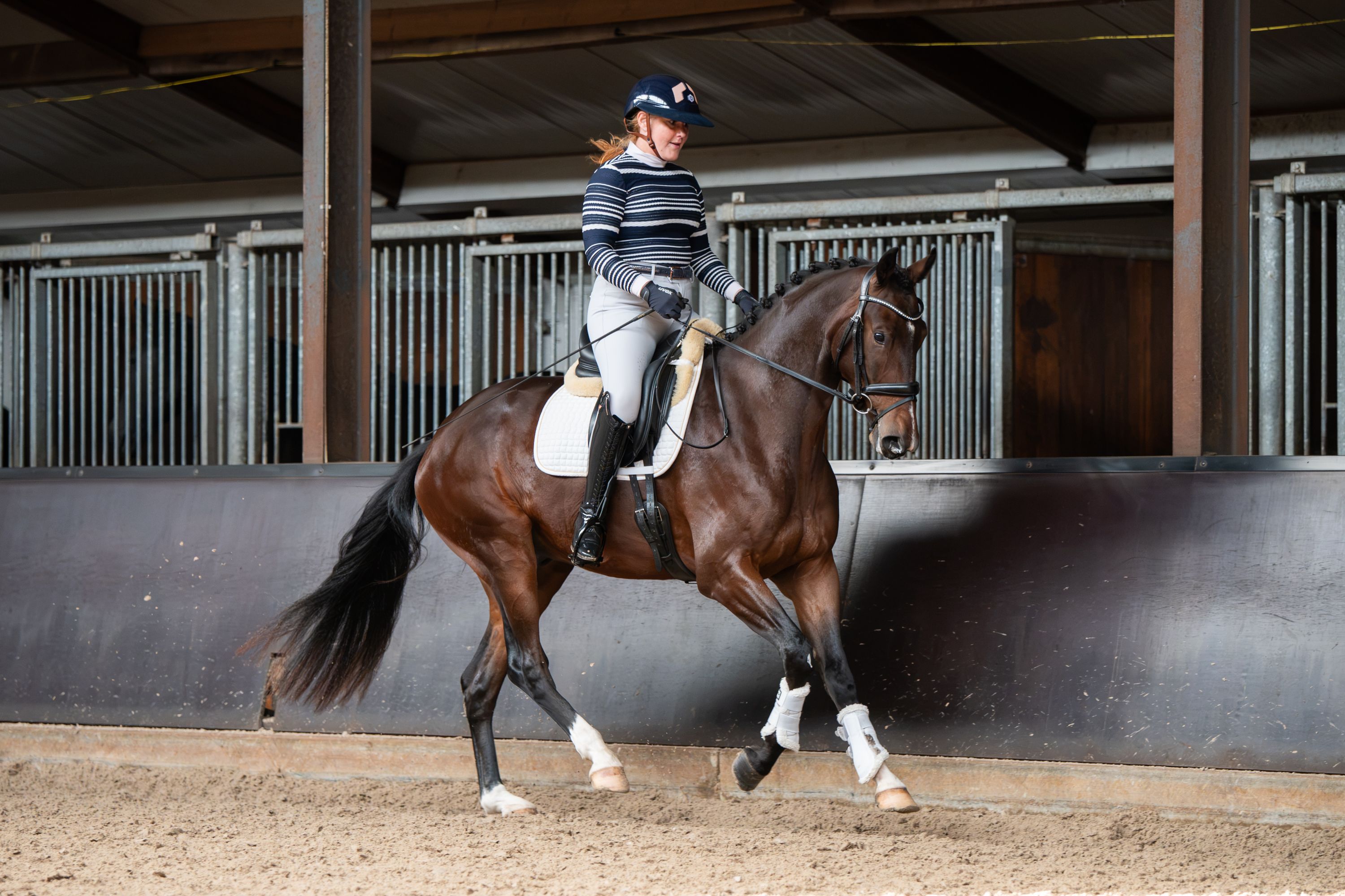 kwpn dressuurpaard ruin 3 years old bruin for sale - Photo 3