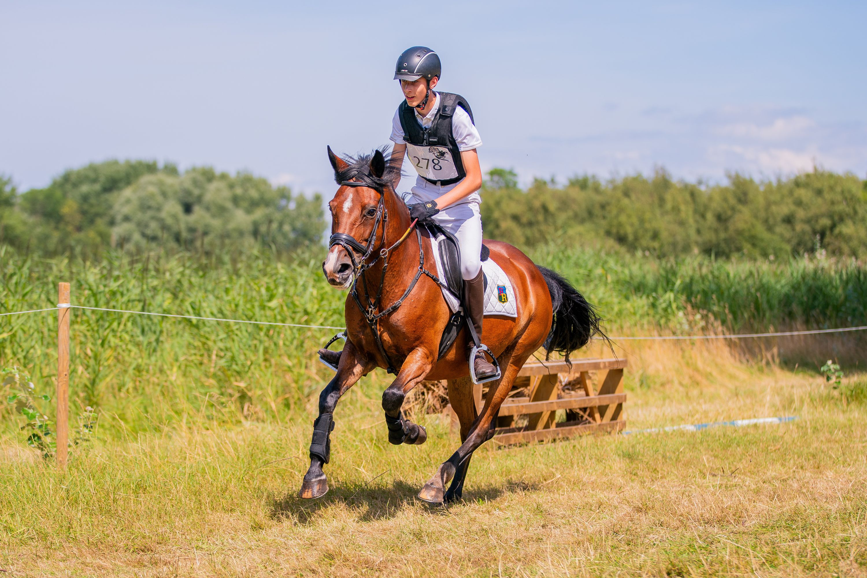 new-forest allround-pony merrie 14 歳 bruin 売り出し中 - 写真 5