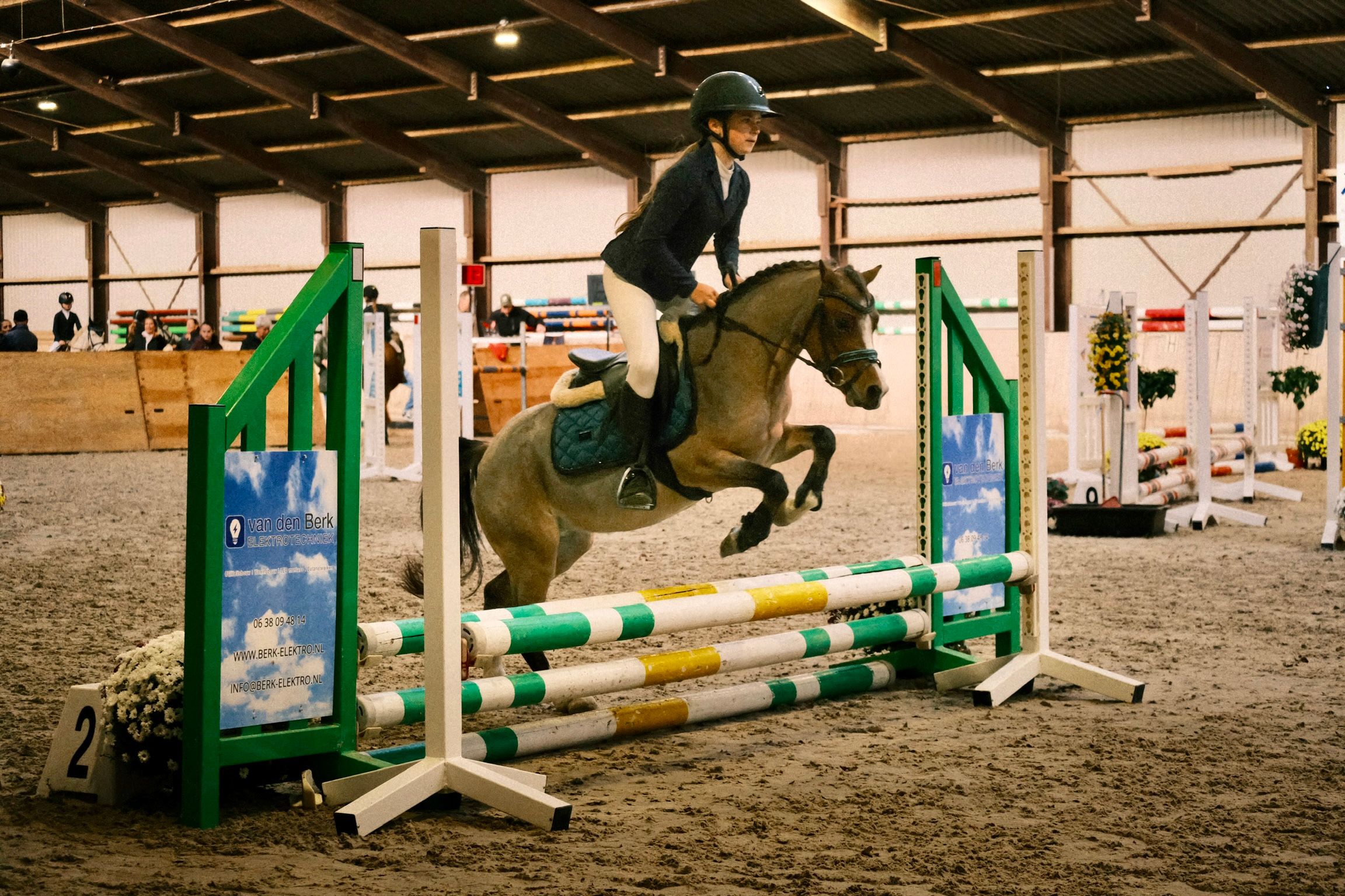 Bombproof bixie and sport pony