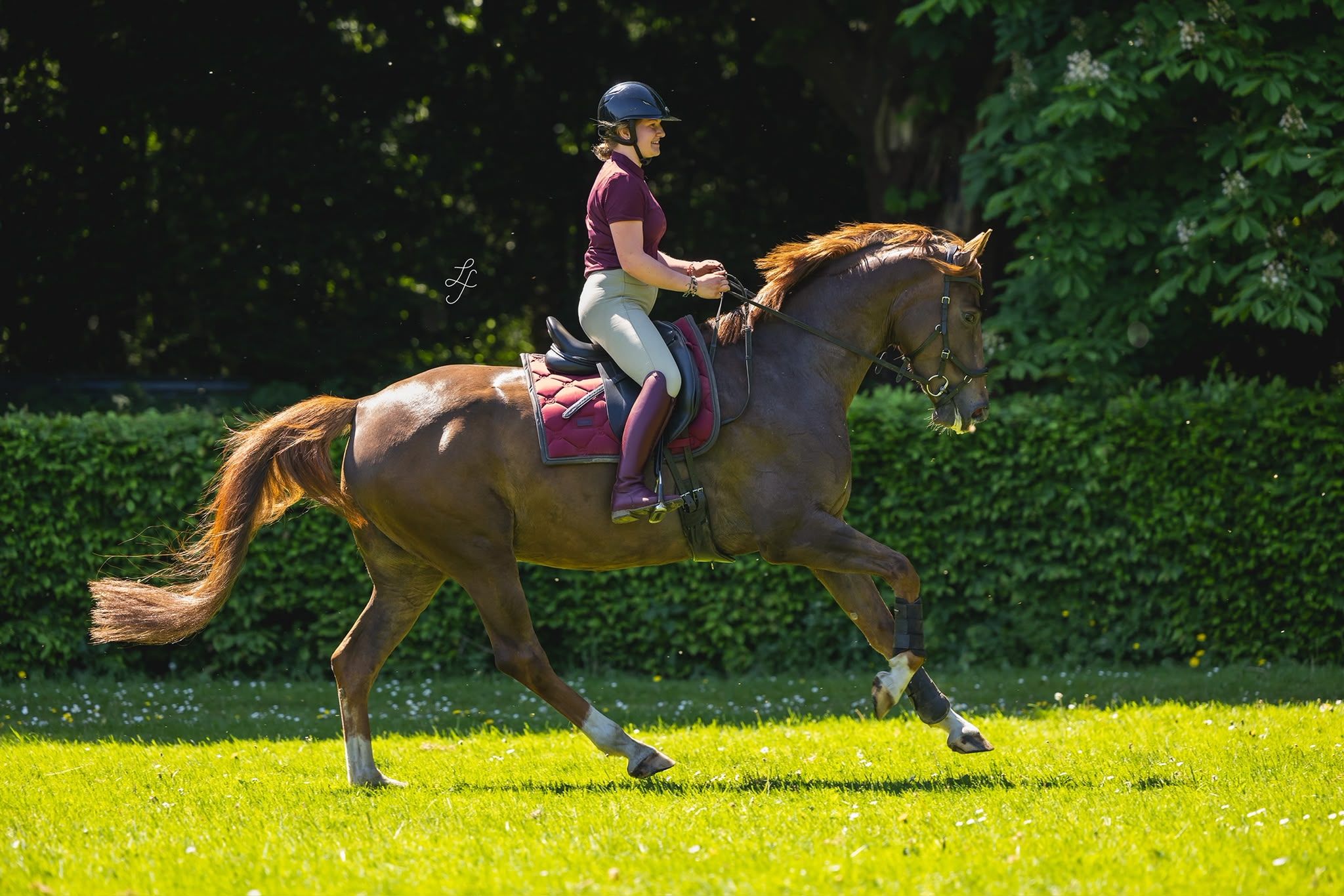 Te koop: lieve, betrouwbare Elite-merrie