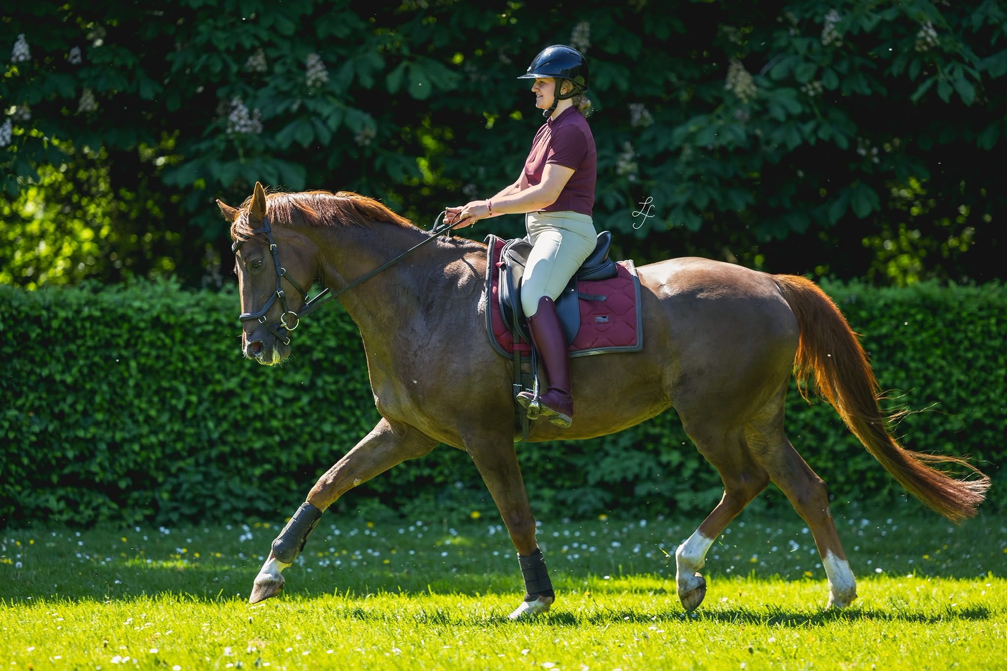 kwpn dressuurpaard merrie 10 years old for sale - Photo 4