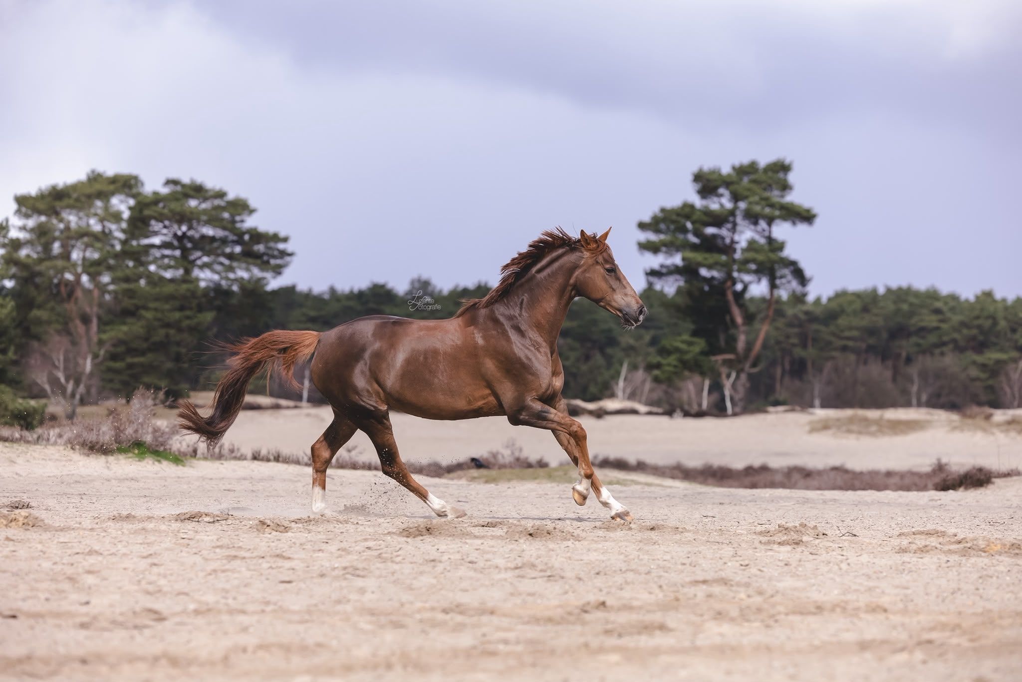 kwpn dressuurpaard merrie 10 years old for sale - Photo 6