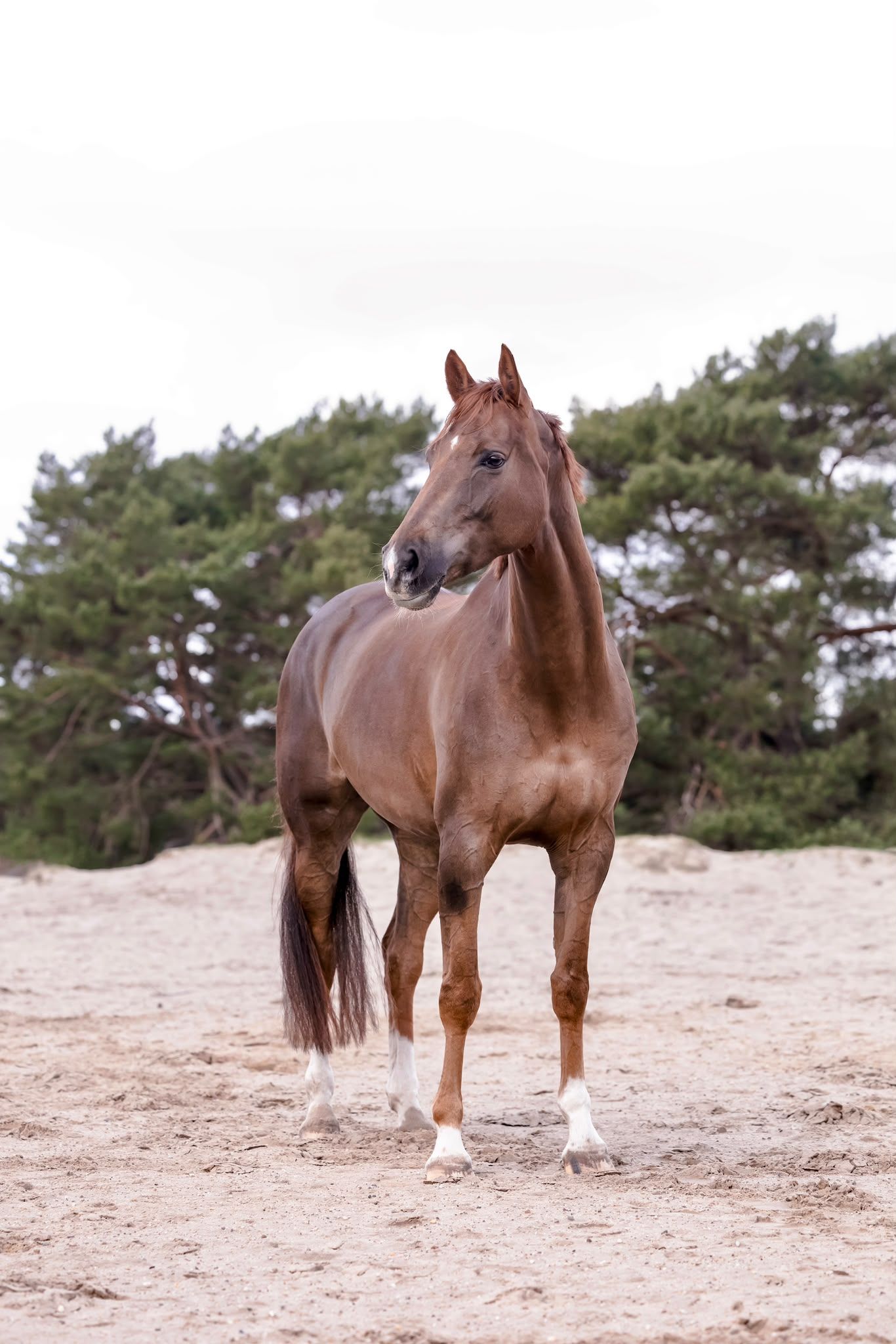kwpn dressuurpaard merrie 10 years old for sale - Photo 3