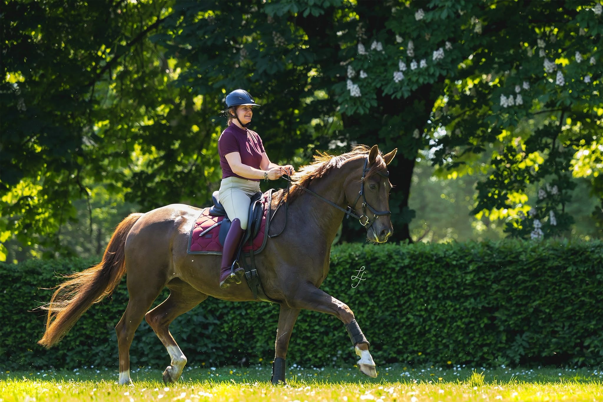 kwpn dressuurpaard merrie 10 years old for sale - Photo 2