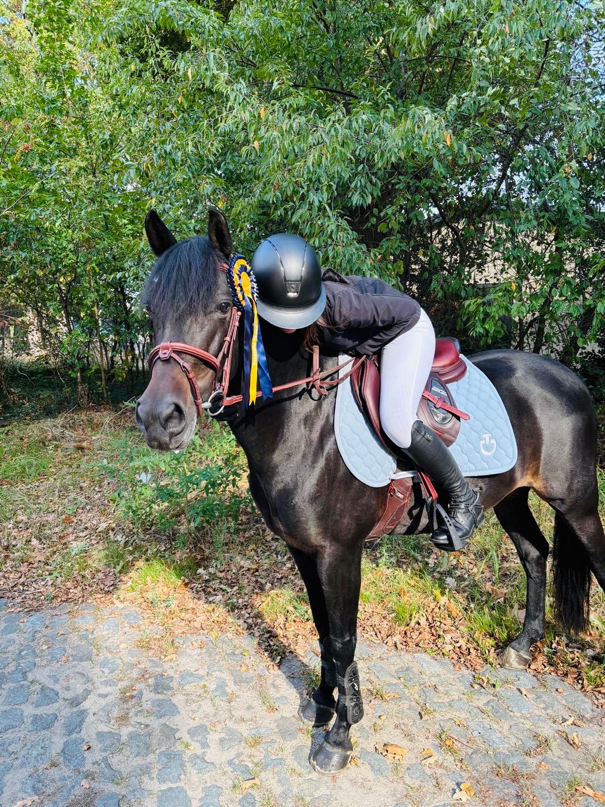 new-forest dressuurpony merrie 16 歳 zwart 売り出し中 - 写真 3