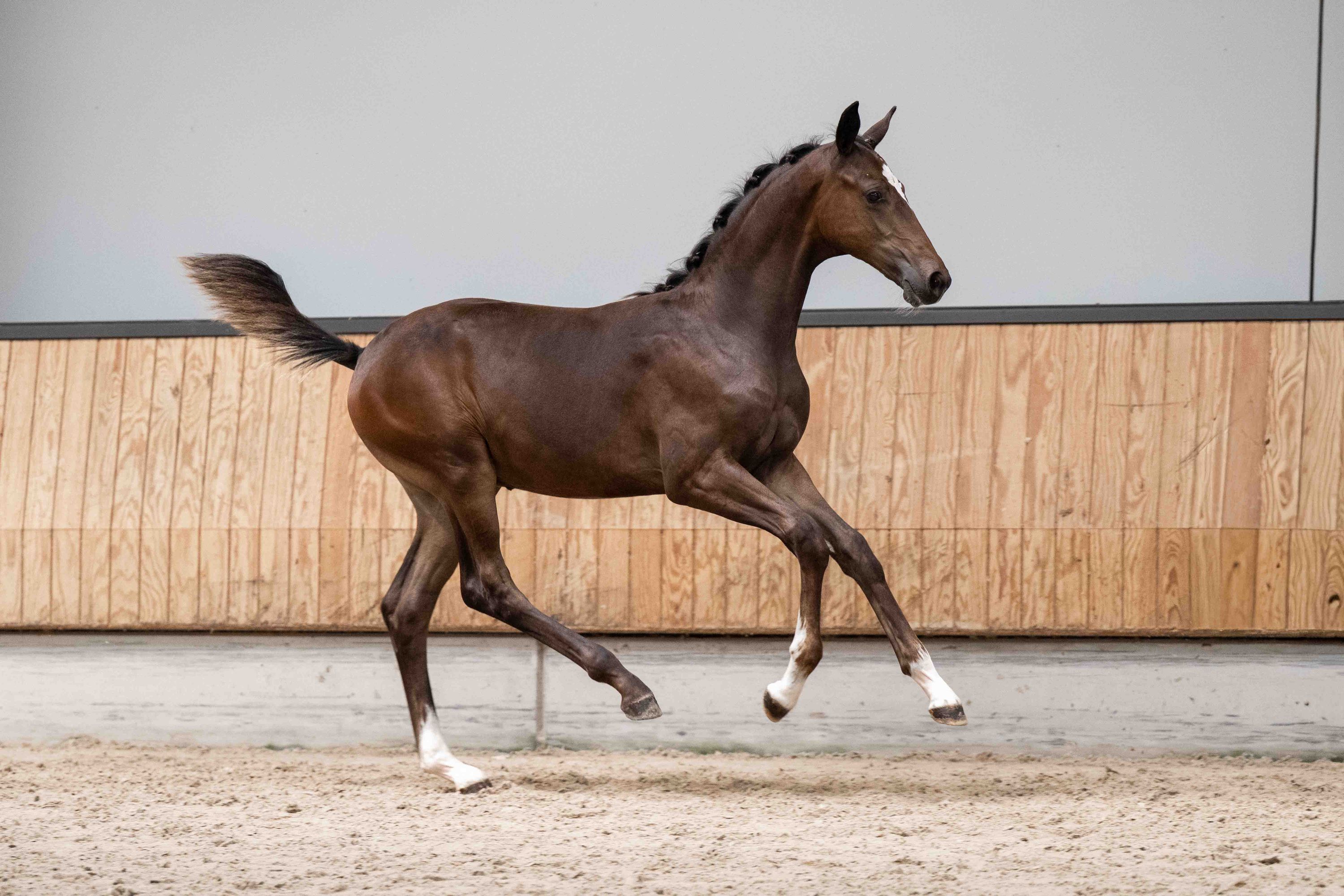 kwpn paard hengst 0 år bruin till salu - Foto 2