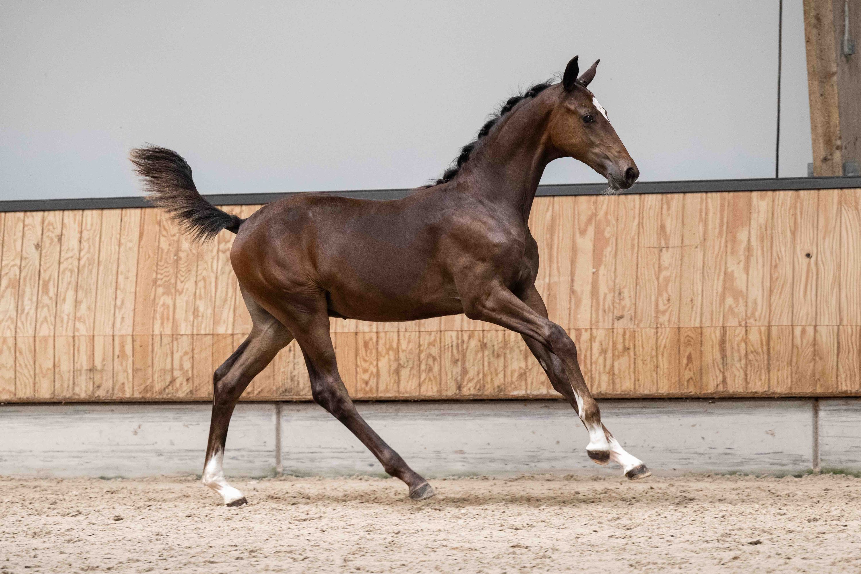 kwpn paard hengst 0 år bruin till salu - Foto 3