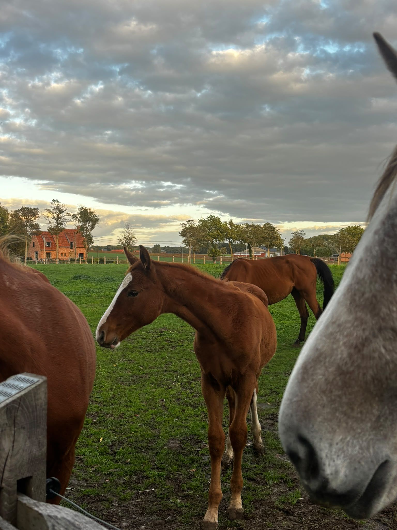 Chic colt by Viento De Muze from the Geneve De Muze line