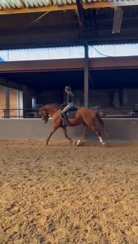 kwpn dressuurpaard ruin 7 år vos till salu - Foto 3