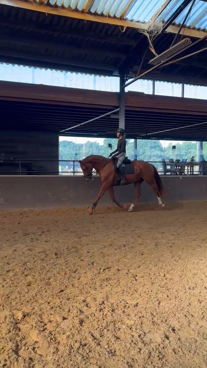 kwpn dressuurpaard ruin 7 år vos till salu - Foto 2