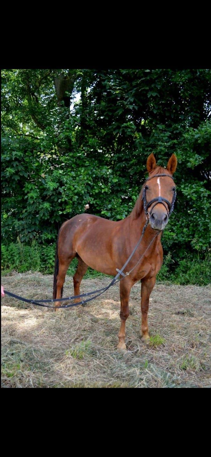 販売中：有望なDポニー ニューフォレストのスター牝馬 ⭐