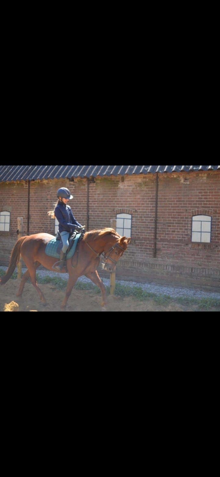 new-forest springpony merrie 7 歳 vos 売り出し中 - 写真 5