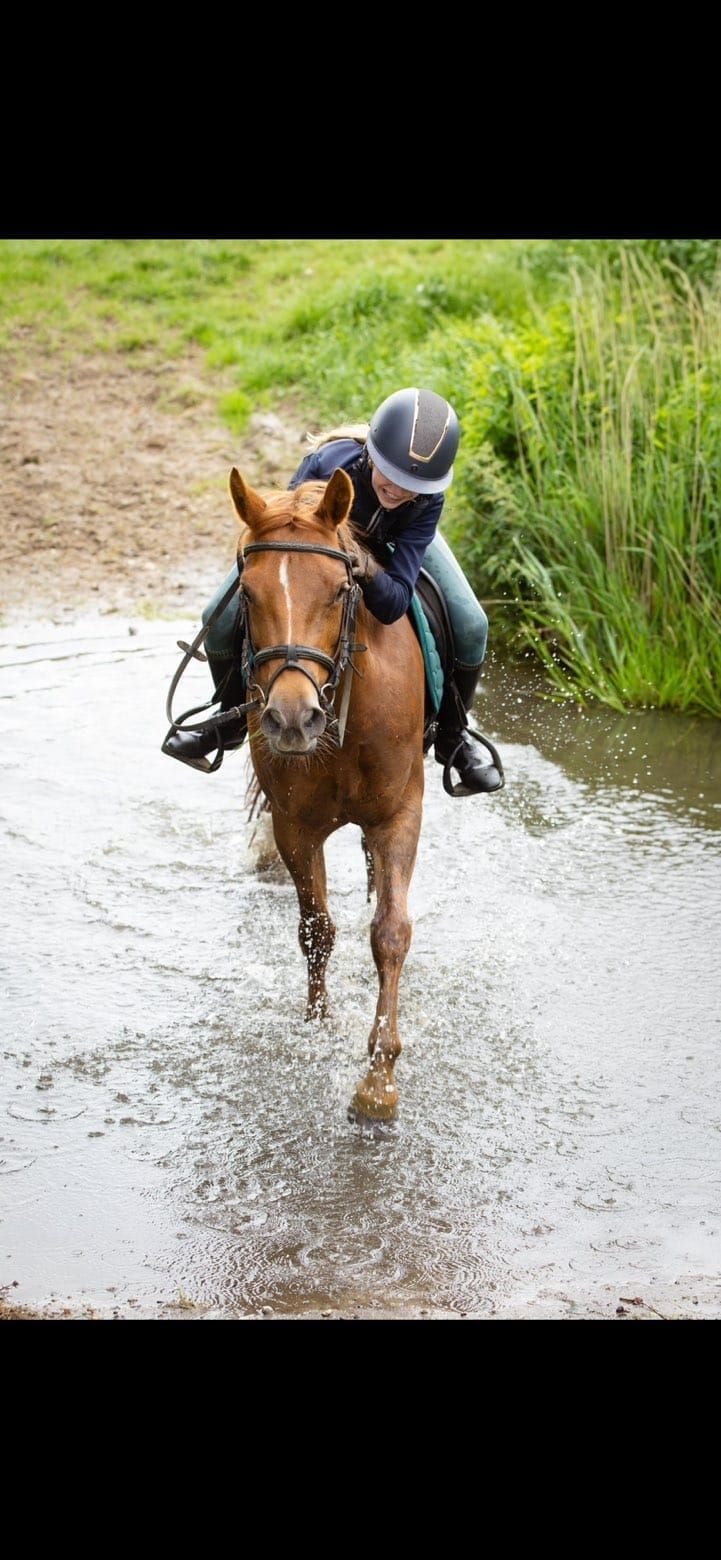 new-forest springpony merrie 7 歳 vos 売り出し中 - 写真 3