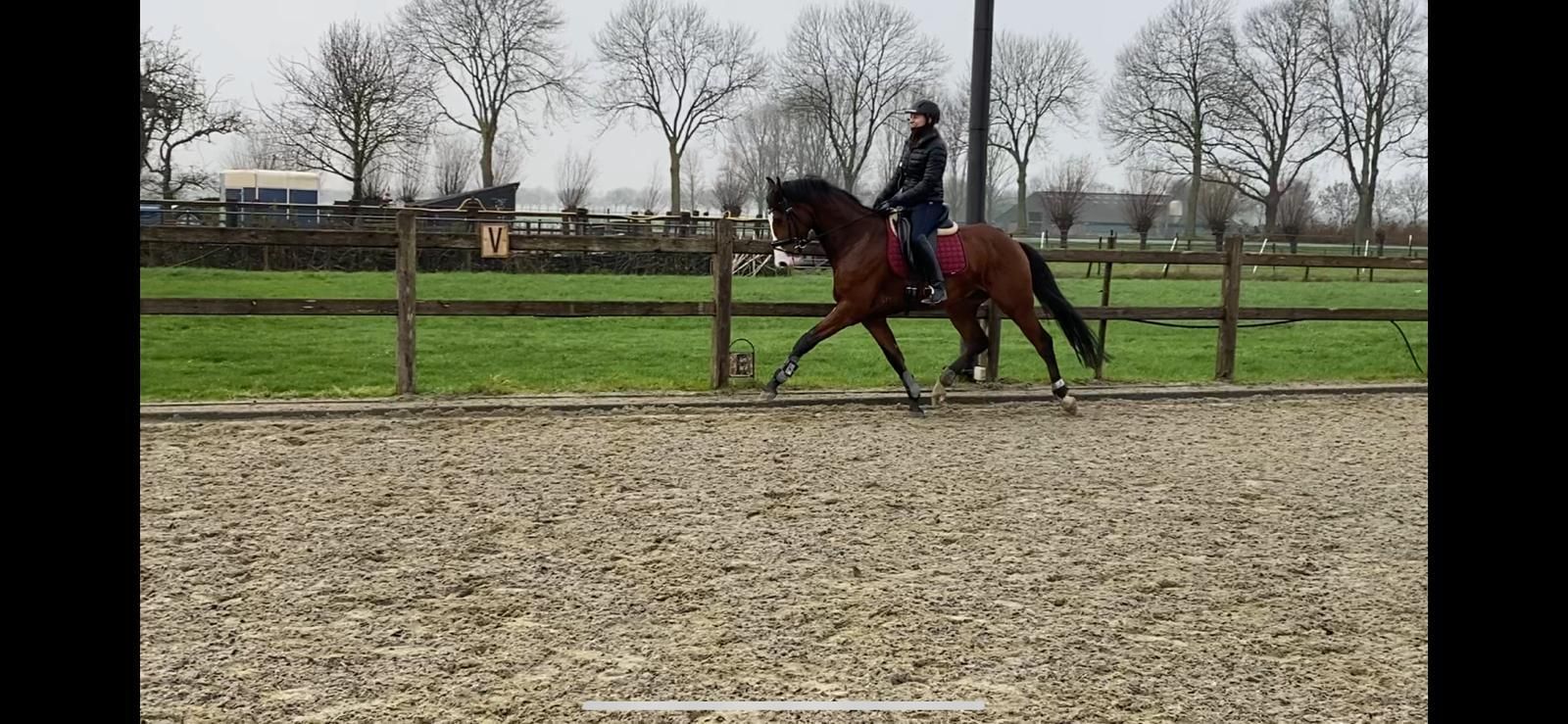 Talented 9-year-old gelding for sale