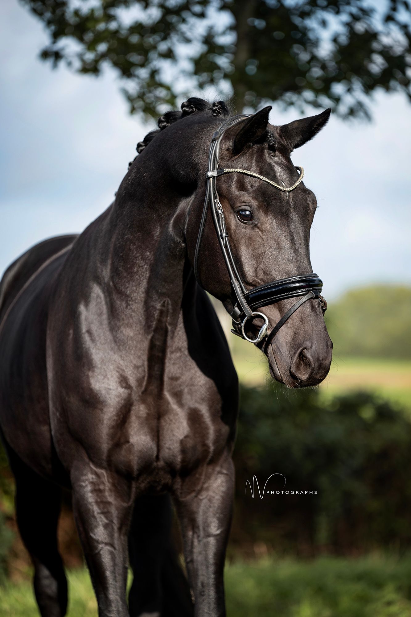 Super talented and well-behaved 3-year-old gelding