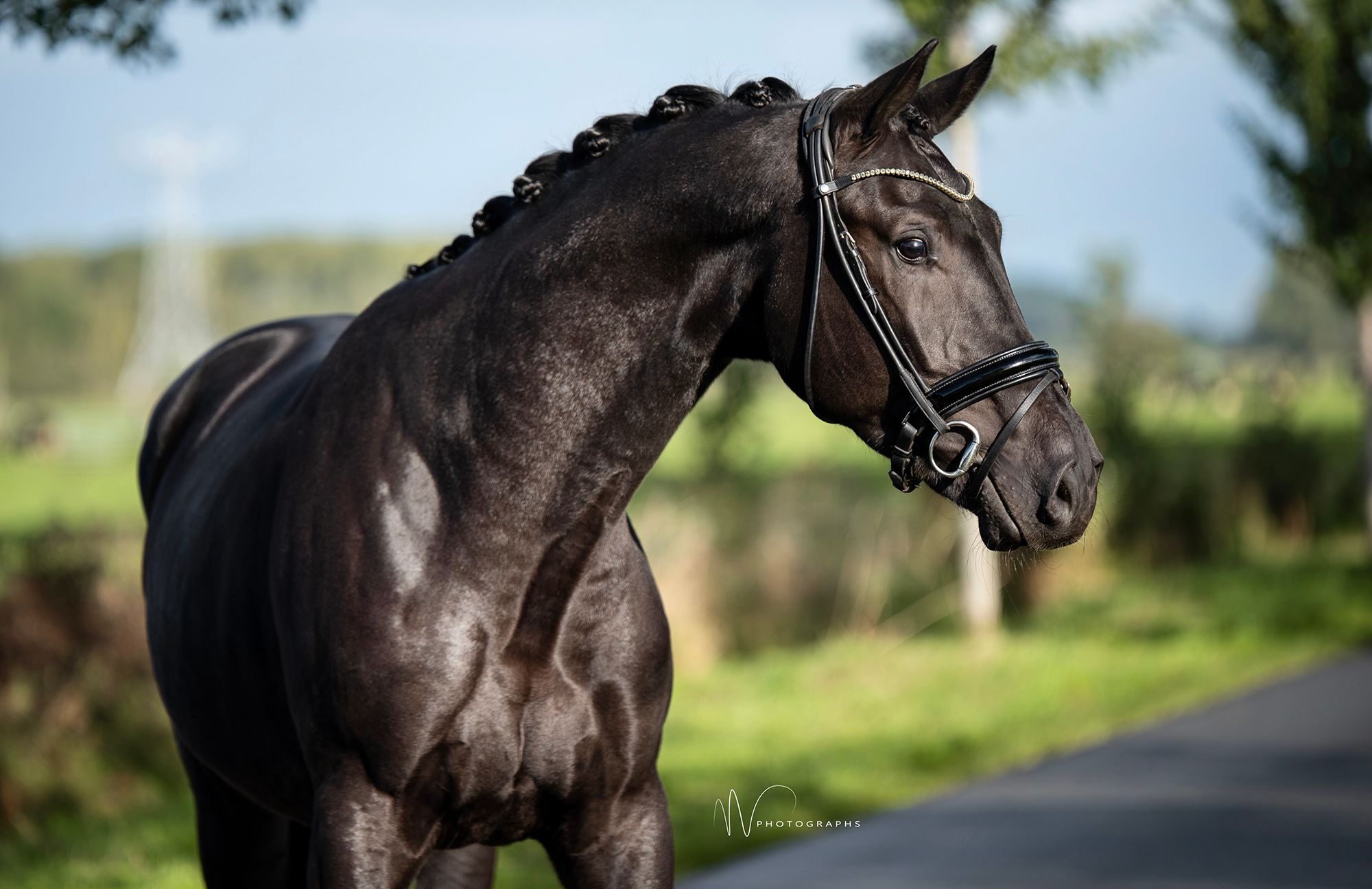 kwpn dressuurpaard ruin 3 år zwart till salu - Foto 2