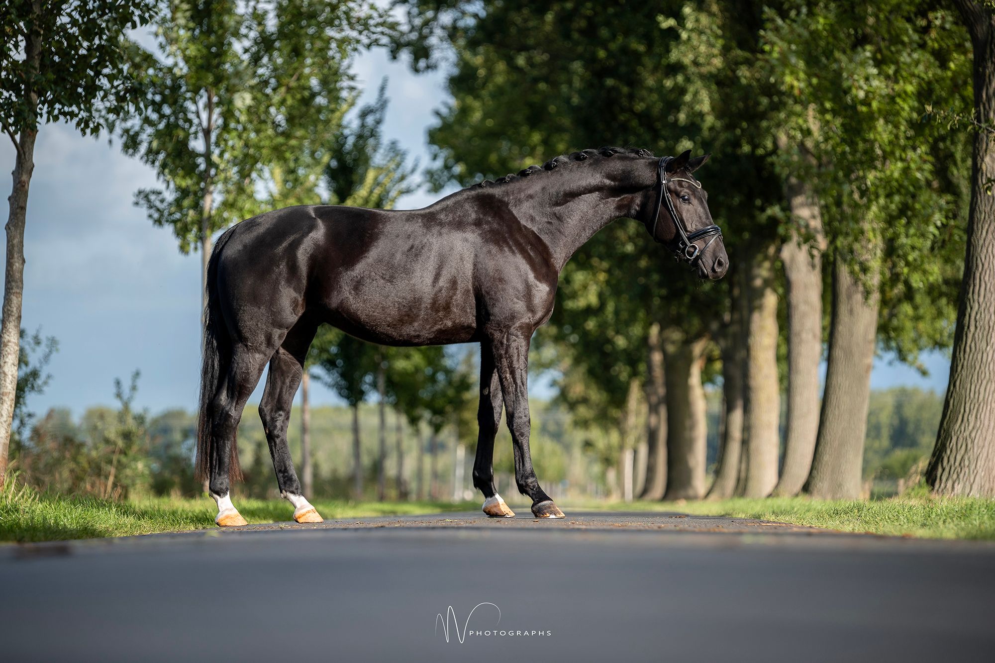 kwpn dressuurpaard ruin 3 år zwart till salu - Foto 3