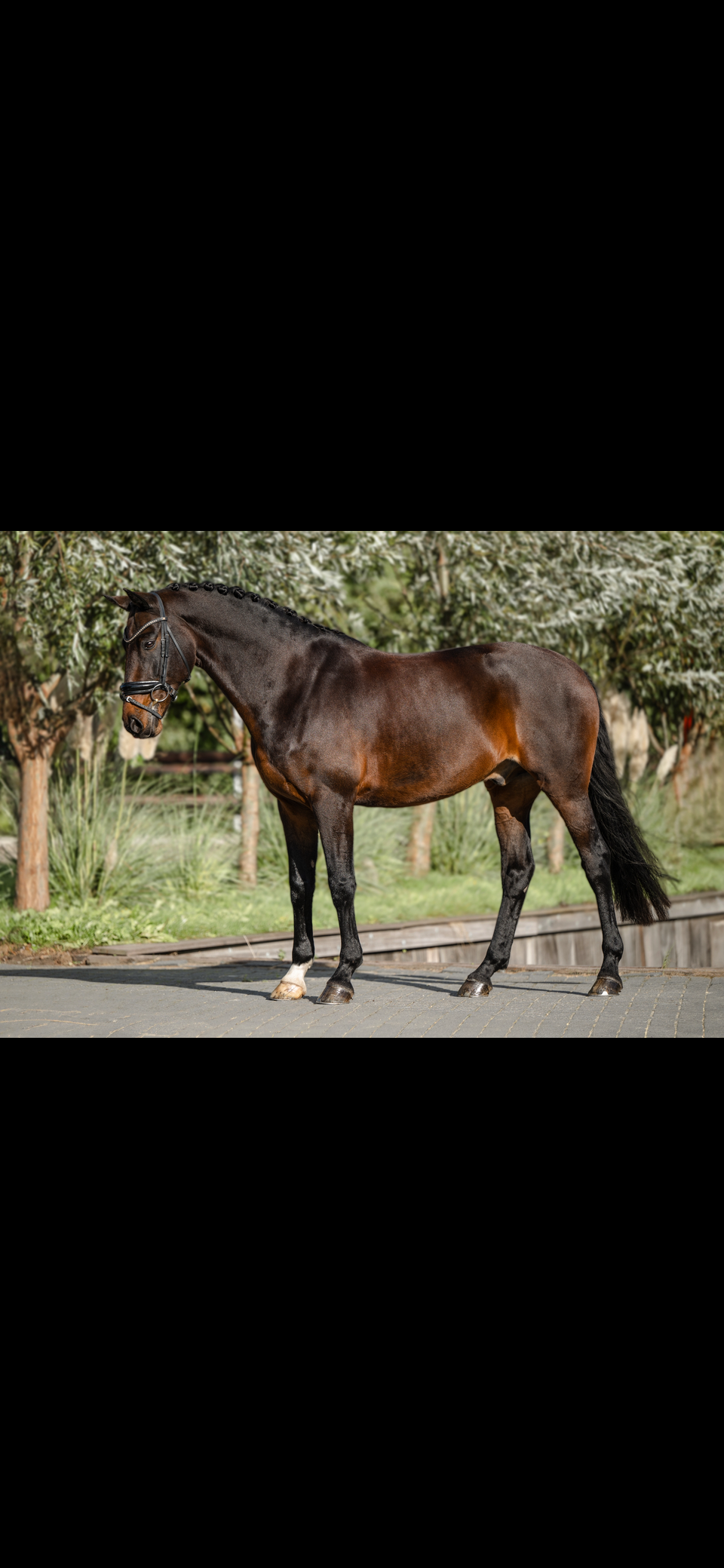 Very handsome and sweet 13-year-old Small Tour KWPN gelding