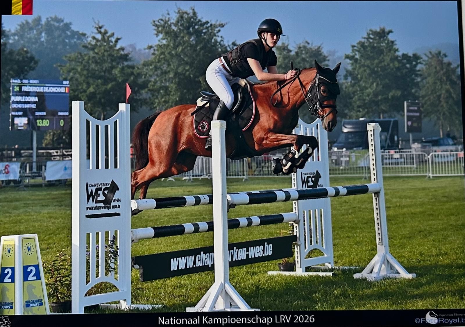 duitse-rijpony allround-pony merrie 11 år bruin till salu - Foto 6
