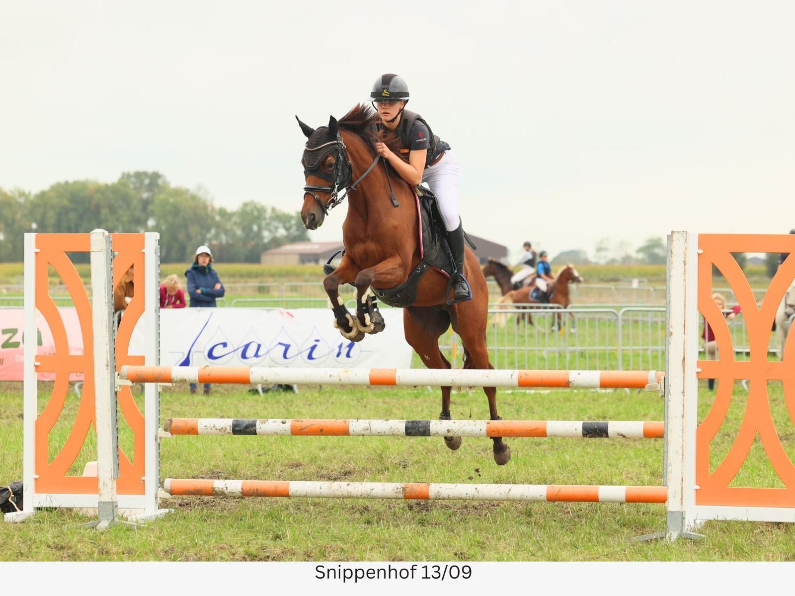 duitse-rijpony allround-pony merrie 11 år bruin till salu - Foto 3