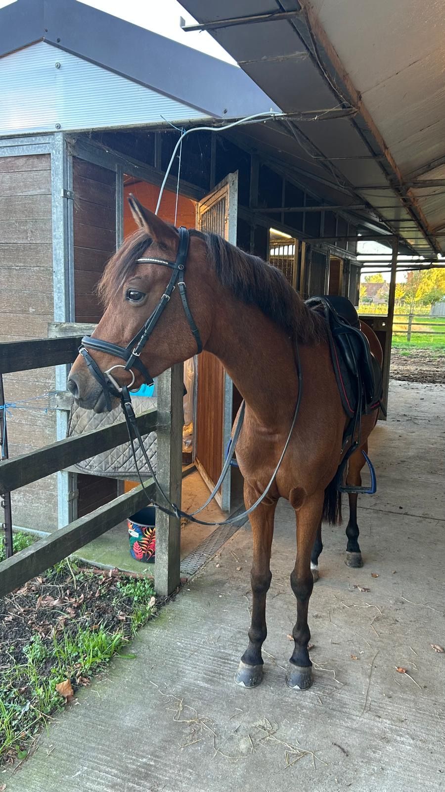 duitse-rijpony allround-pony merrie 11 år bruin till salu - Foto 2