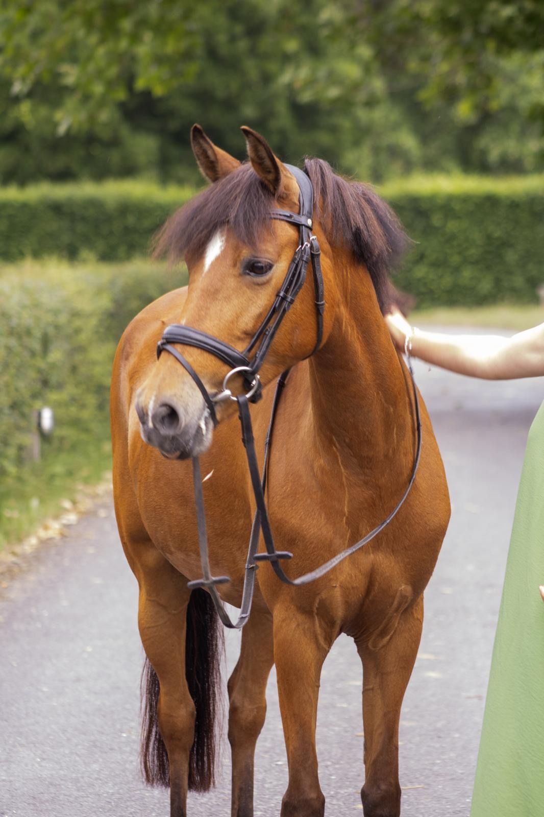 duitse-rijpony allround-pony merrie 11 år bruin till salu - Foto 4