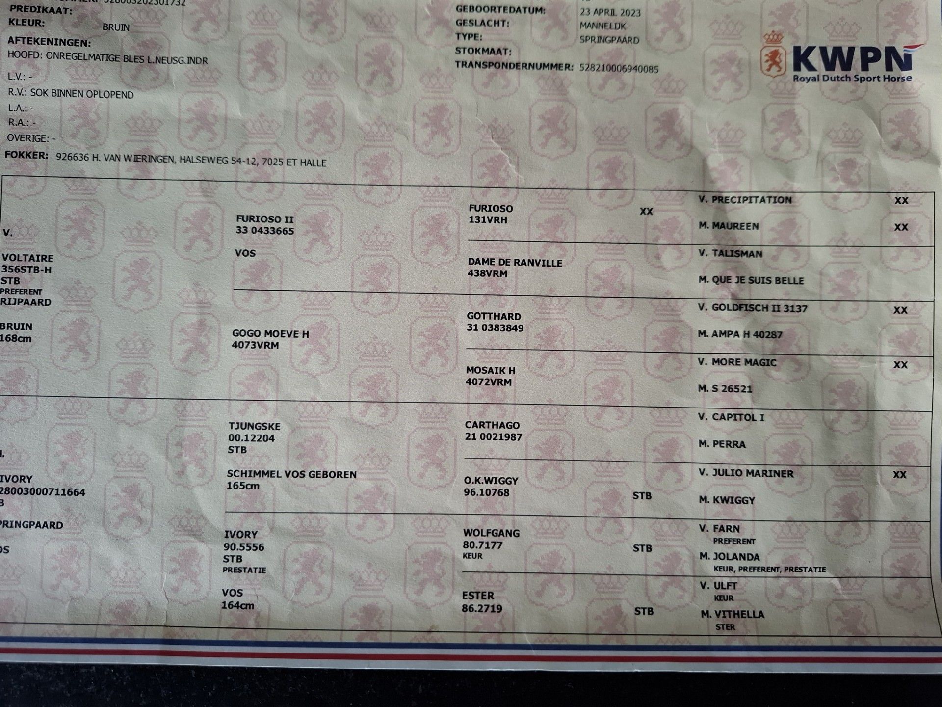 kwpn springpaard ruin 3 سنوات bruin للبيع - صورة 2